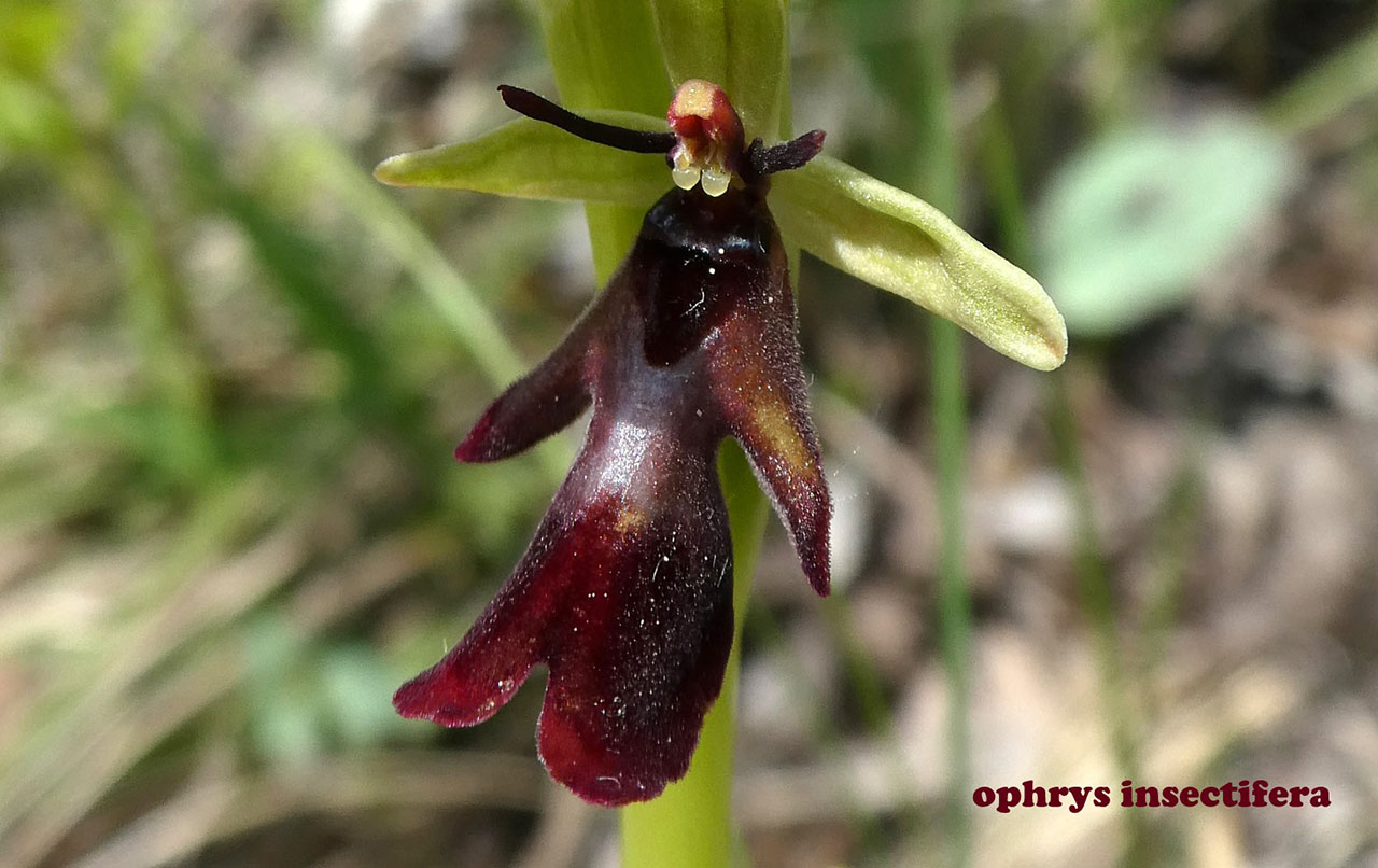 Ophrys insectifera